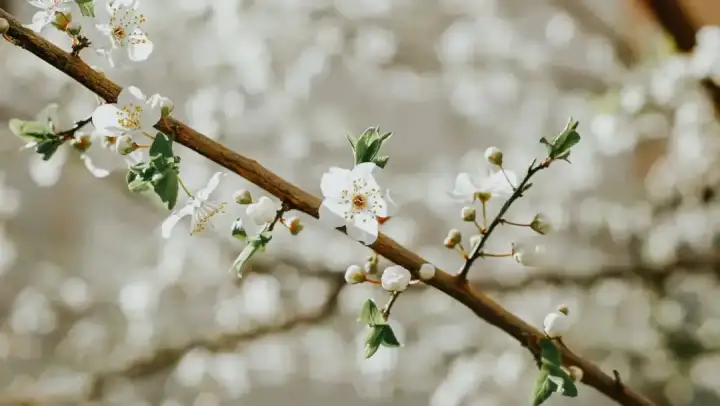 Spring blossoms in bright sunlight.